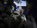 Сильвер захватил стрим | #vl4dcrazy с помощью #Twitch