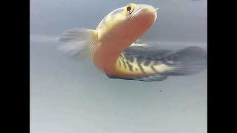 Channa Marulioides yellow sentarum