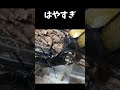 ヘラクレスオオカブトvsタランドゥスオオツヤクワガタ