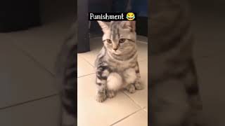 punishment to cat #cat #cute #shorts #short