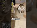 猫カフェから帰ったら…内輪揉めが始まりました😂🙀😾　#今これ #今これ界隈 #猫のいる暮らし #ねこ部 #猫好きさんと繋がりたい #猫動画 #ねこ #cat #shorts