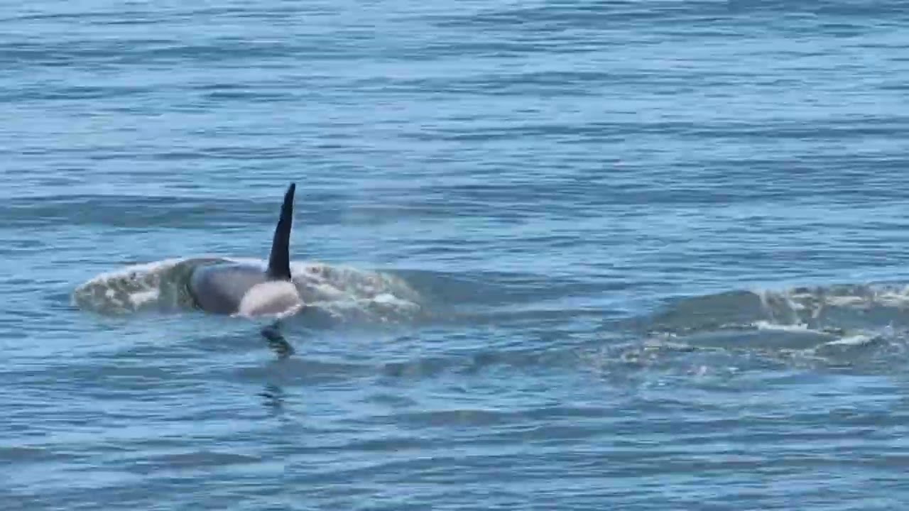 T99 Orca Pod at Whidbey Island