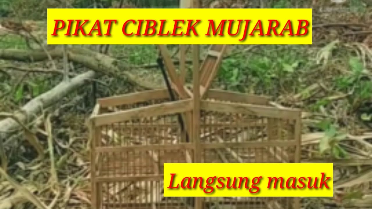 Pikat ciblek pakai kandang  model kupu  kupu  Dua pintu 