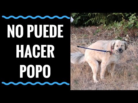 Video: Cómo dar masajes a tu perro