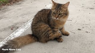 I met the neighborhood cat during my morning run #cat #catlover #catvideos #cute #meow