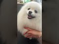 Mommy's baby boy #dog #puppy #pomeranian #癒し #cutedog #cute#puppy #doglife