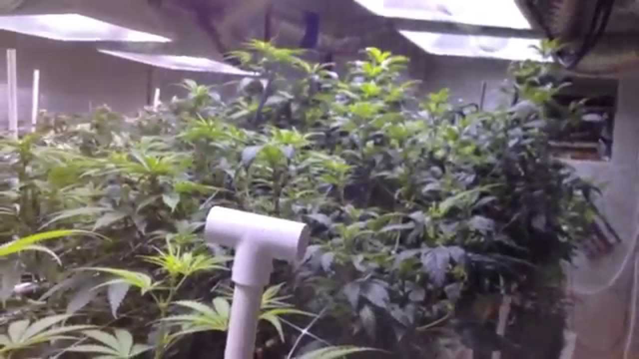 Pinkman Goo - 5000w, 10 strain genetics run, ep 1-4, top feed flood, NO Co2, T5 veg