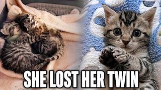 Kitten Rescue Story: Two Foster Kittens Lost Their Twins - But They Were Not Alone