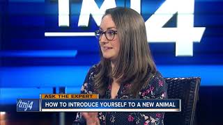 Ask the Expert: How to introduce yourself to a new animal