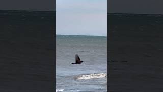 Anatre marzaiole Migrazione 15/03/26 #hunting #duck #wildanimals #epic #top #birds #chasse #nature