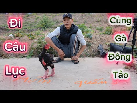 Câu Lục Cùng Em Gà Đông Tảo