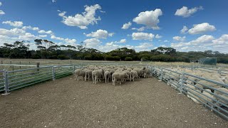 Week 14 | Sheep drenching and water trenching