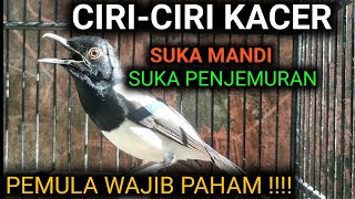 CIRI-CIRI BURUNG KACER SUKA PENJEMURAN ATAU PEMANDIAN | DR KACER NEW