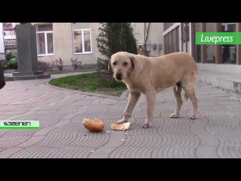 მიუსაფარი ცხოველების პატრონი