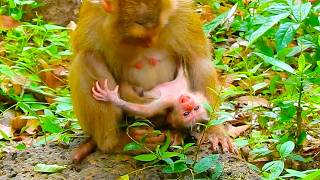 Newborn baby monkey looks cute