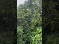 Wah rey merey mulk teri kua bat hai # #funnyshorts #comedy #weather #foryoupage