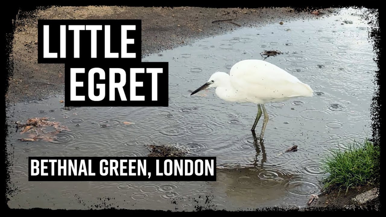 Little Egret in the East End of London (Egretta garzetta)