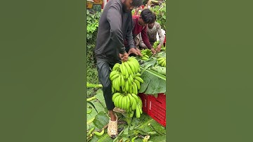 The process of separating bananas from their stems using a knife #shorts