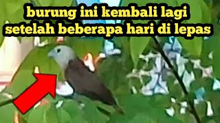 emprit kaji kembali lagi