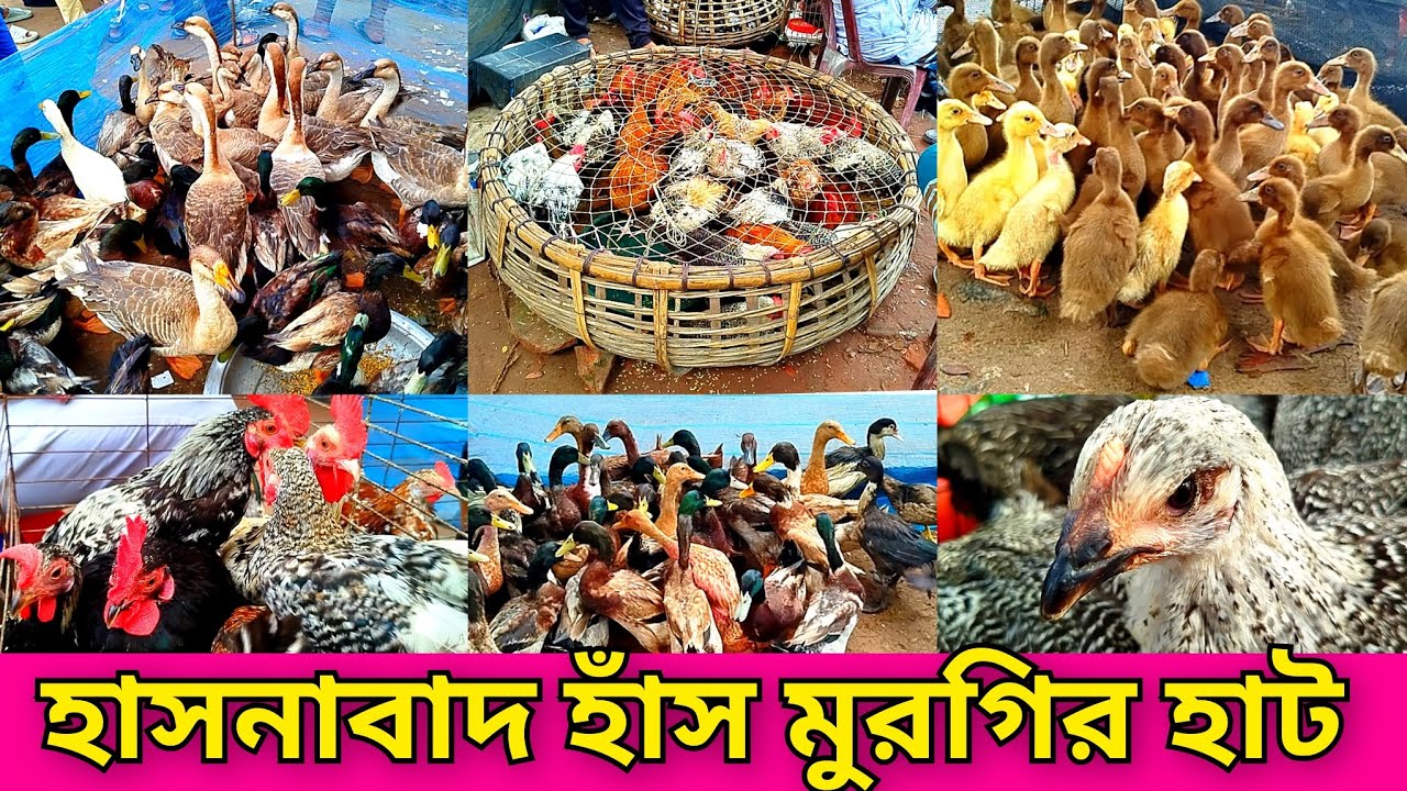 হাসনাবাদ হাঁস মুরগির হাট। Hasnabad hash murgir hat.village hat.dasi ...