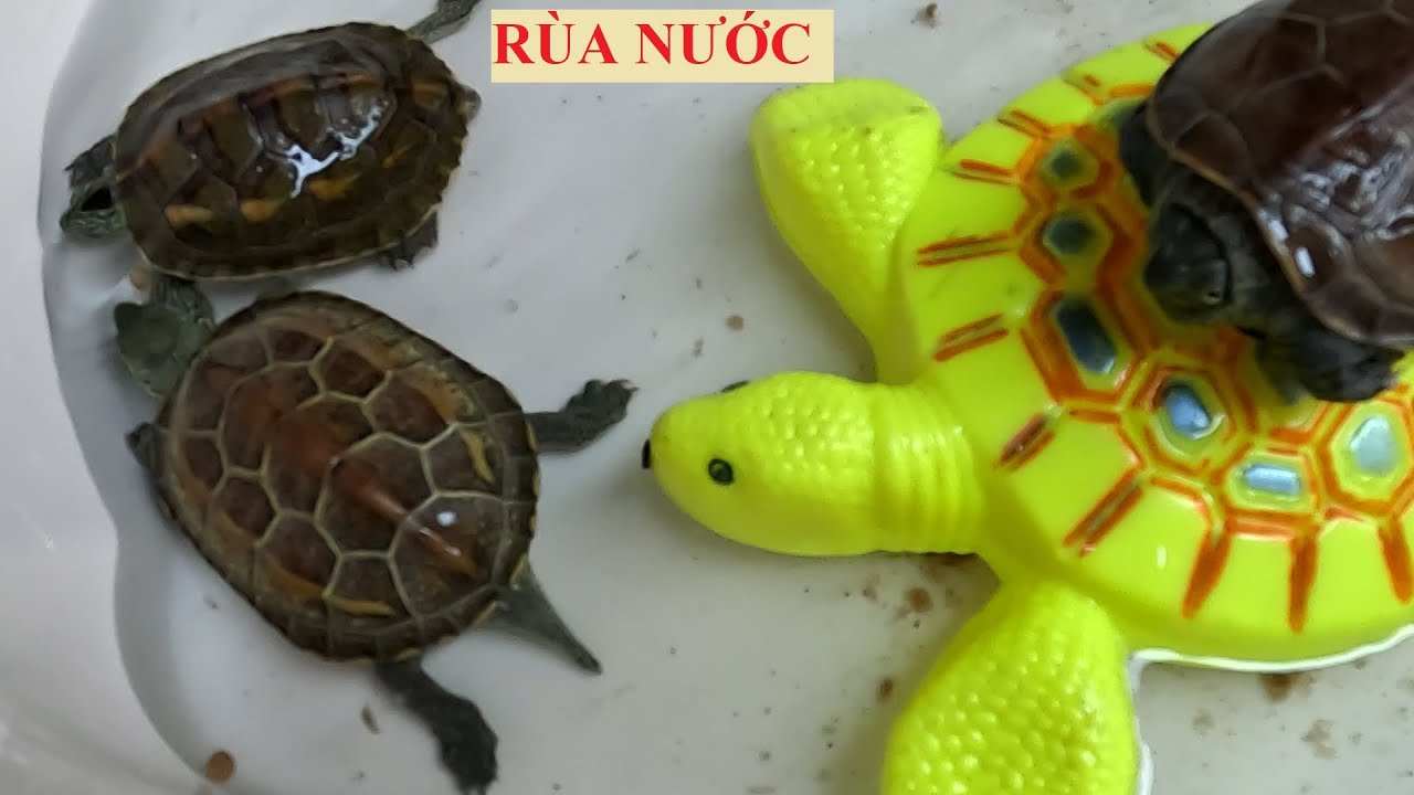 NHỮNG CHÚ RÙA NƯỚC - YouTube