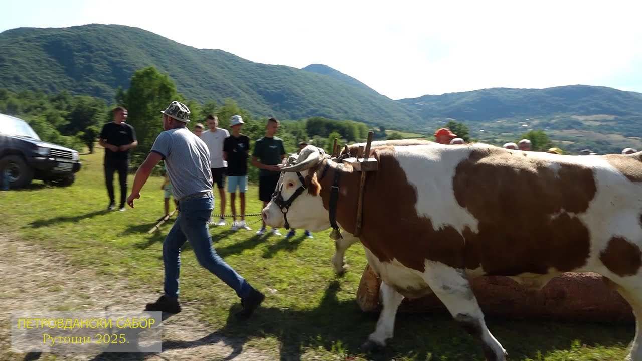 TV PRIBOJ- EMISIJA PETROVDANSKI SABOR RUTOŠI 2025.