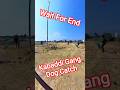 Kabaddi Gang Street Dog Catch #ytviral #dog #ytviral #animalstvvlog #pets