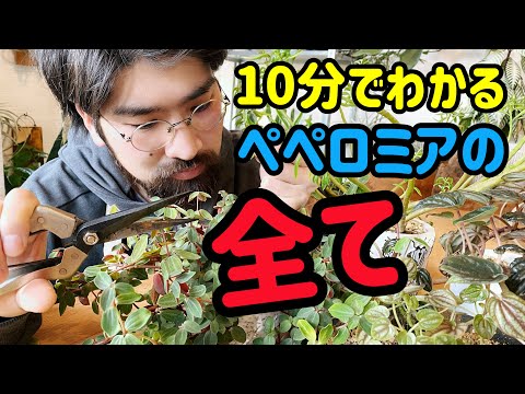 ペペロミア・ホープの育て方：初心者でも失敗しない5つのコツ