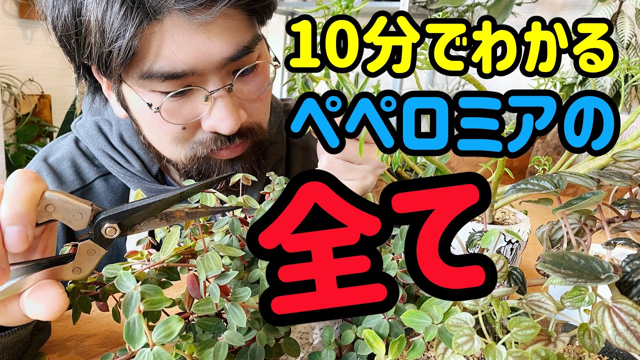 ペペロミアの育て方と特徴と増やし方【4種類で水差し実験】ルベラ・リップル・ハッピービーンズ・ペッパーミル