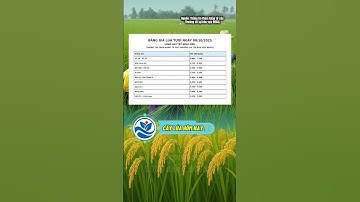 GIÁ LÚA GẠO HÔM NAY 08/10/2025 #gialuagaohomnaymoinhat #tintuc #farming