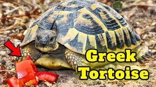 Greek Tortoise - Best Tortoises for Pets by Known Pets 101 views 4 weeks ago 1 minute, 39 seconds