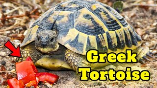 Greek Tortoise - Best Tortoises for Pets, Buying Cost, Diet, Care Sheet Guide for Beginners