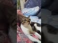 moli manja#cat #trending #viralvideo #catlovers #cute