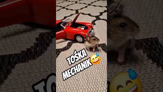 Tośka mechanik😅#shorts #funny #hamster