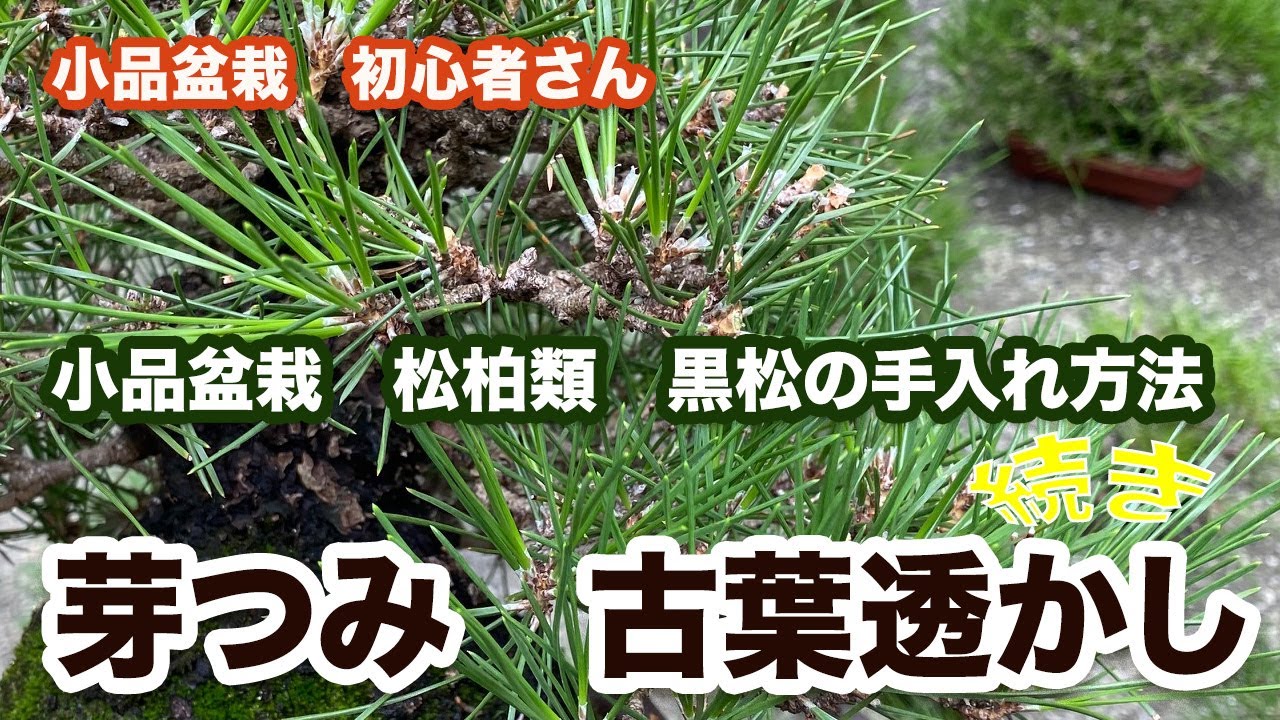 Small Bonsai Japanese Black Pine] Bud pinching and thinning of old