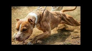 Pitbulls ne end kra ti l latest video l 2019