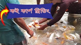 Koi Carp Hand Breeding || Salman Sarder