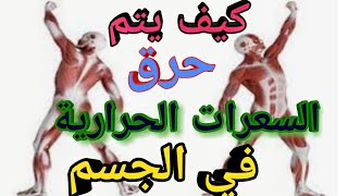 ٤٠) كيف يتم حرق السعرات الحرارية في الجسم ؟