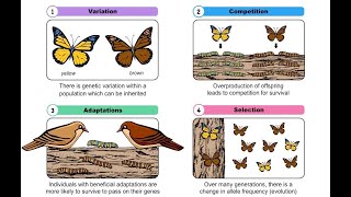 QCE Biology Unit 4 - Natural Selection and Selection pressures