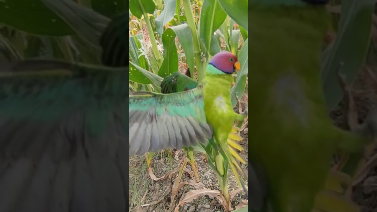 Easy Trick For Catching Parrot 🦜🦜.