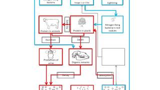 nitrogen cycle ppt The Nitrogen Cycle Interactive Google Slides Powerpoint Version Printable Worksheet
