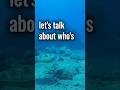 #florida #Everglades #fish #ocean #coralreefs  #ocean #gulfofmexico #sea #wildlife #coral #water