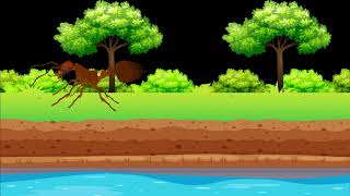 Yürüyüp Etrafını İnceleyen Karınca