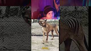 Foram extintos . #react #videoshort #extinção #animais