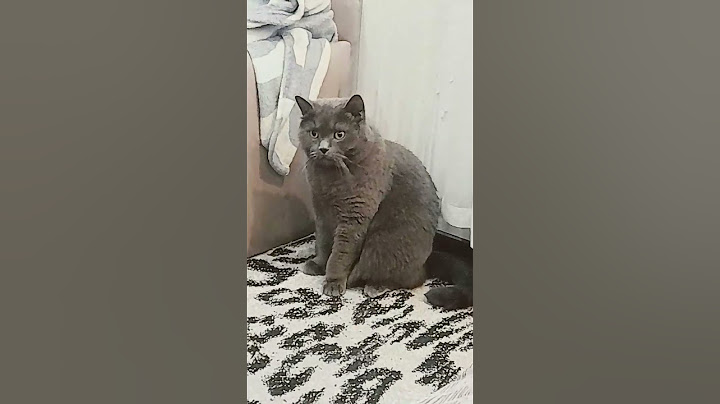 или на миши бо корм дорогий #моябулочка #скотішфолд #ukraine #kat #subscribe #laik #українськийкіт
