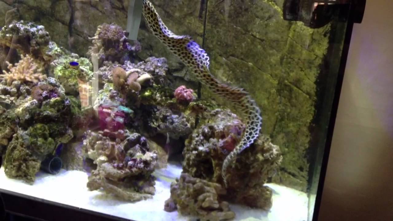 Leopard Muræne Gymnothorax favagineus