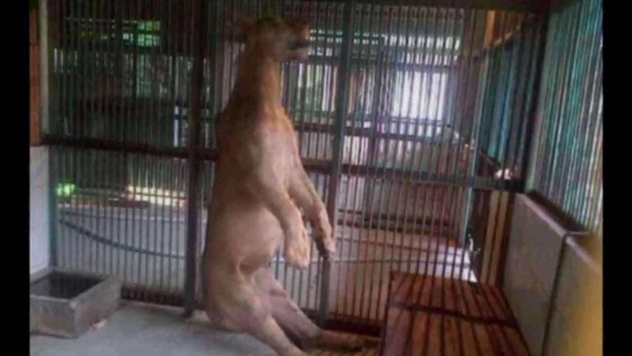 Bloody brazil teen zoo. Surabaya Zoo Сурабая. Зоо животных и людей. 18+Зоо.