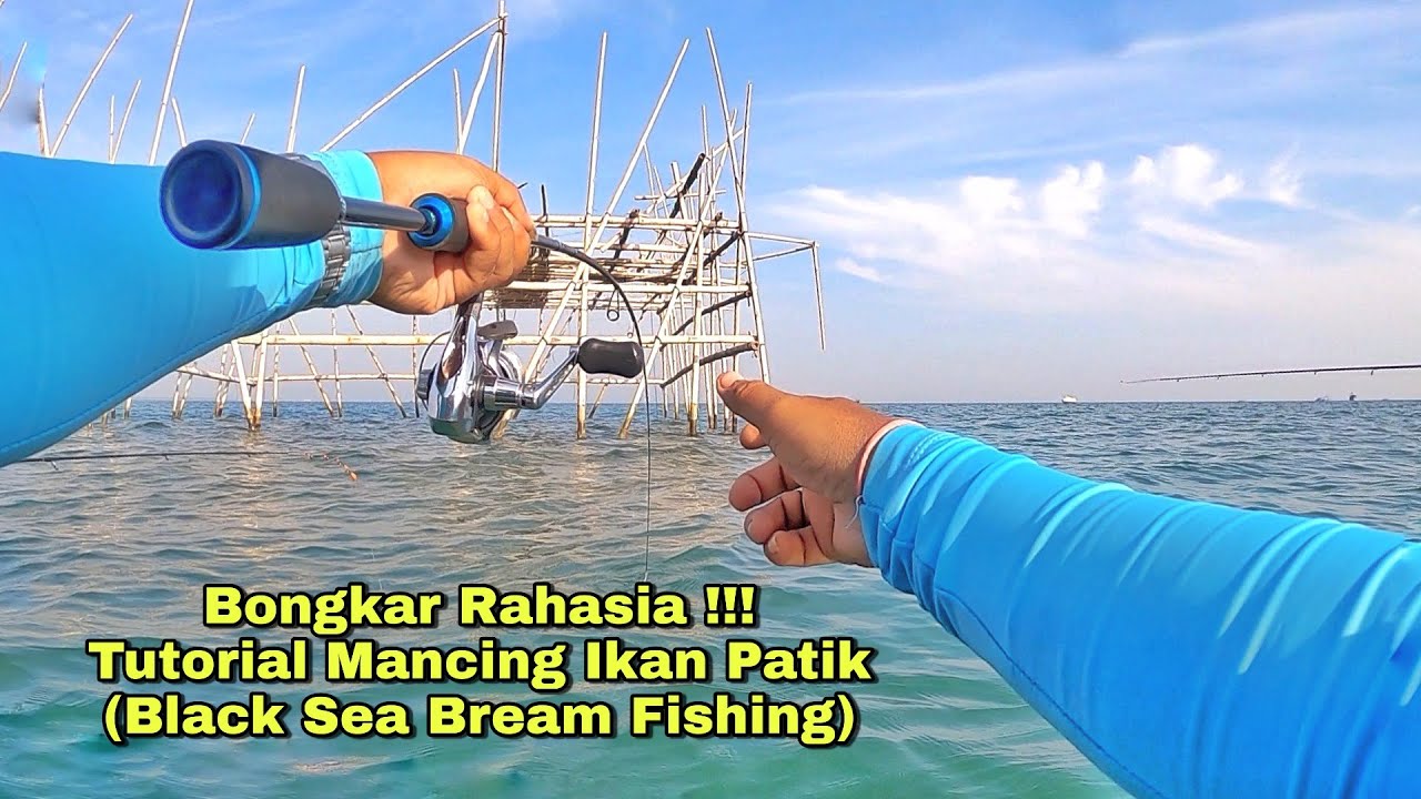 Pengetahuan Dasar Cara Mancing Ikan Patik Yang Benar - How About Black Sea Bream Fishing Tutorial