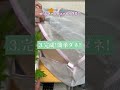 家庭菜園アイデア｜DAISOグッズで防虫ネットの作り方｜水耕栽培時に便利｜超簡単作成