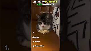 Funny cats 🐈😂 #funnyvideo #funny #cat #hilariousfails #funnyshorts #cute #memes #pets #animals